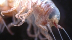 Hyperiidae