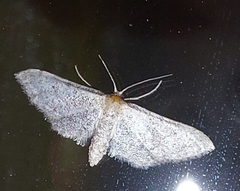 Idaea infirmaria