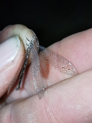 Neuroleon ochreatus