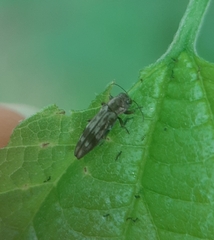 Agrilus lecontei
