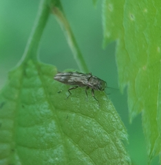 Agrilus lecontei