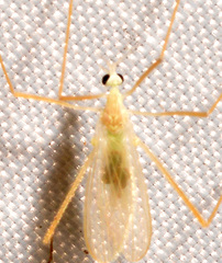 Erioptera