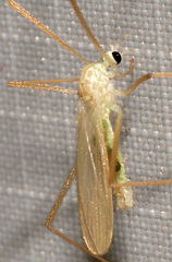 Erioptera