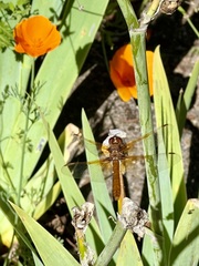 Sympetrum illotum