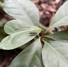 Dilobopterus quinquesignatus