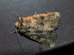 Clemathada calberlai