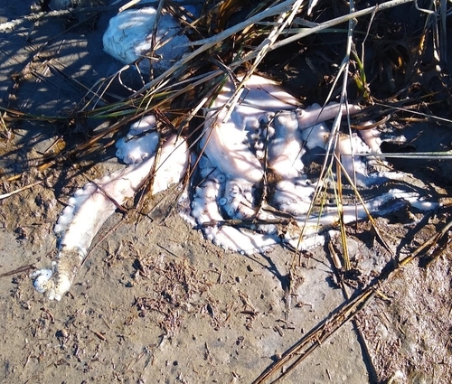 American Octopus photographed in North Carolina