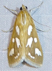 Diastictis robustior