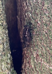 Pantophthalmidae