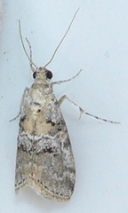 Pococera speciosella