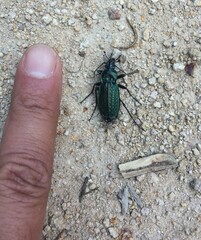 Carabus rugosus celtibericus