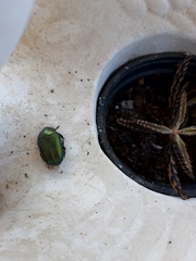 Protaetia speciosissima