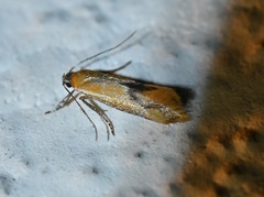 Batia lunaris