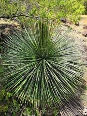 Agave geminiflora