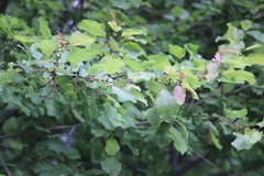 Salix pyrolifolia