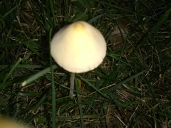 Conocybe apala albipes