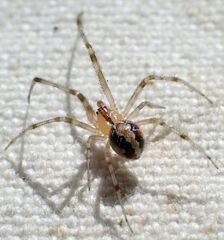 Theridion neomexicanum