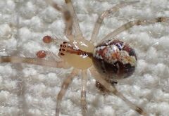 Theridion neomexicanum