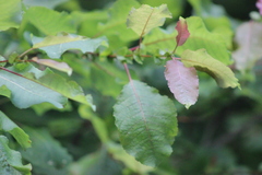 Salix pyrolifolia