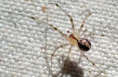 Theridion neomexicanum