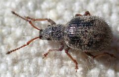 Thricolepis inornata