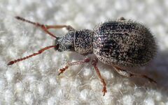 Thricolepis inornata
