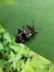 Prepopharus eduardoi