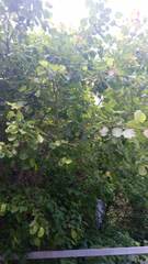 Salix pyrolifolia