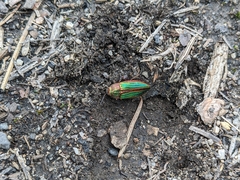 Buprestis aurulenta
