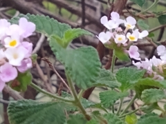 Lantana rugosa