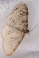 Hydrelia sylvata
