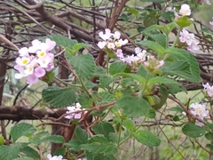 Lantana rugosa