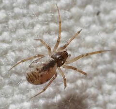 Agnyphantes arboreus