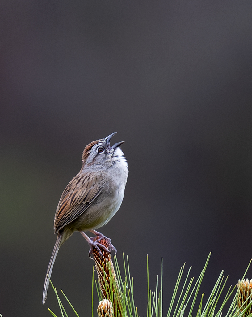 Oaxaca Sparrow