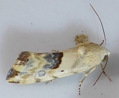 Ponometia libedis