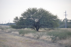 Prosopis alba
