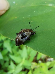 Prepopharus eduardoi