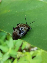 Prepopharus eduardoi