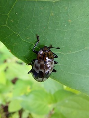 Prepopharus eduardoi