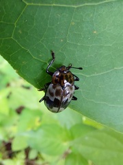 Prepopharus eduardoi