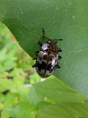 Prepopharus eduardoi