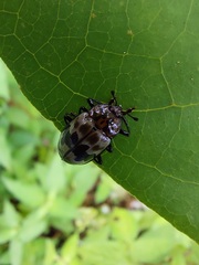 Prepopharus eduardoi