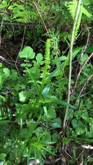 Platanthera stricta