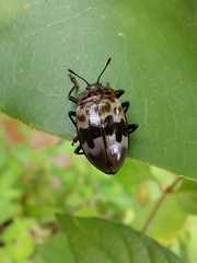 Prepopharus eduardoi