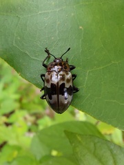 Prepopharus eduardoi