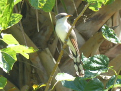 Coccyzus americanus image