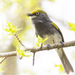 Slaty Vireo - Photo (c) Manuel Grosselet, some rights reserved (CC BY-NC), uploaded by Manuel Grosselet