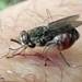 Tsetse Flies - Photo (c) David Bygott, some rights reserved (CC BY-NC-SA)