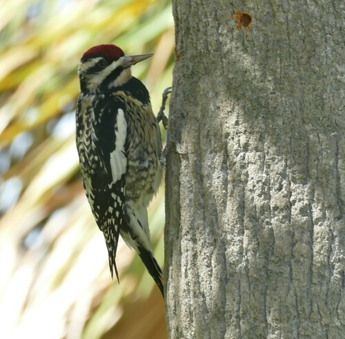 Sphyrapicus varius image