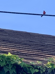 Cardinalis cardinalis